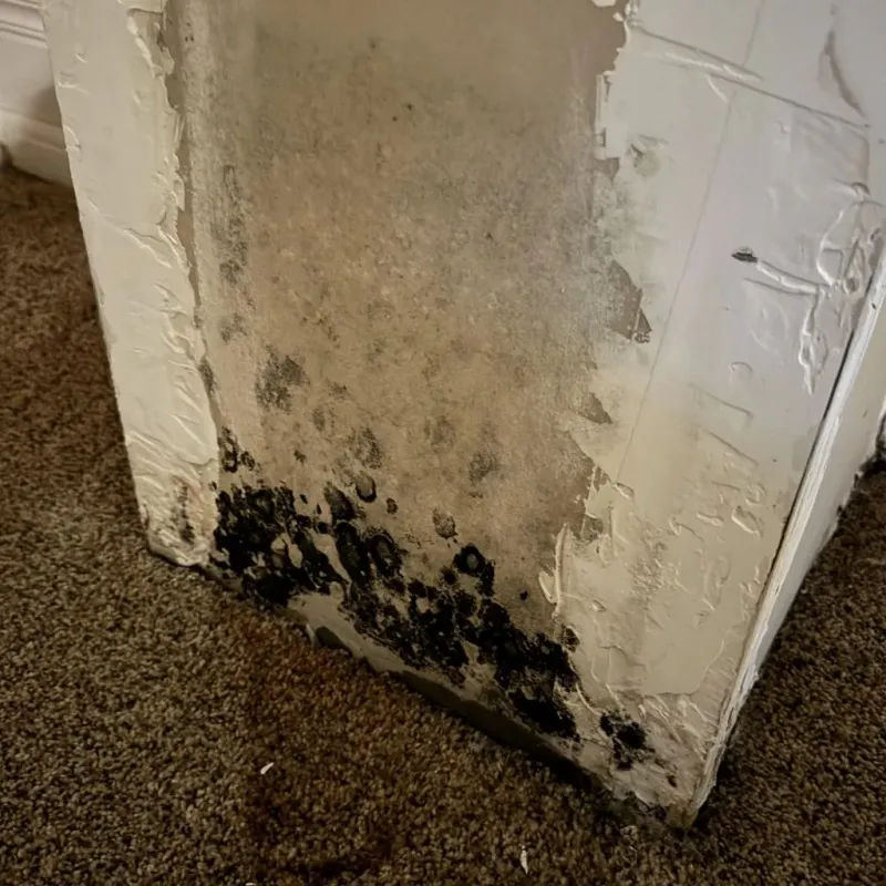 Professional Mold Removal in Lucas County, IA